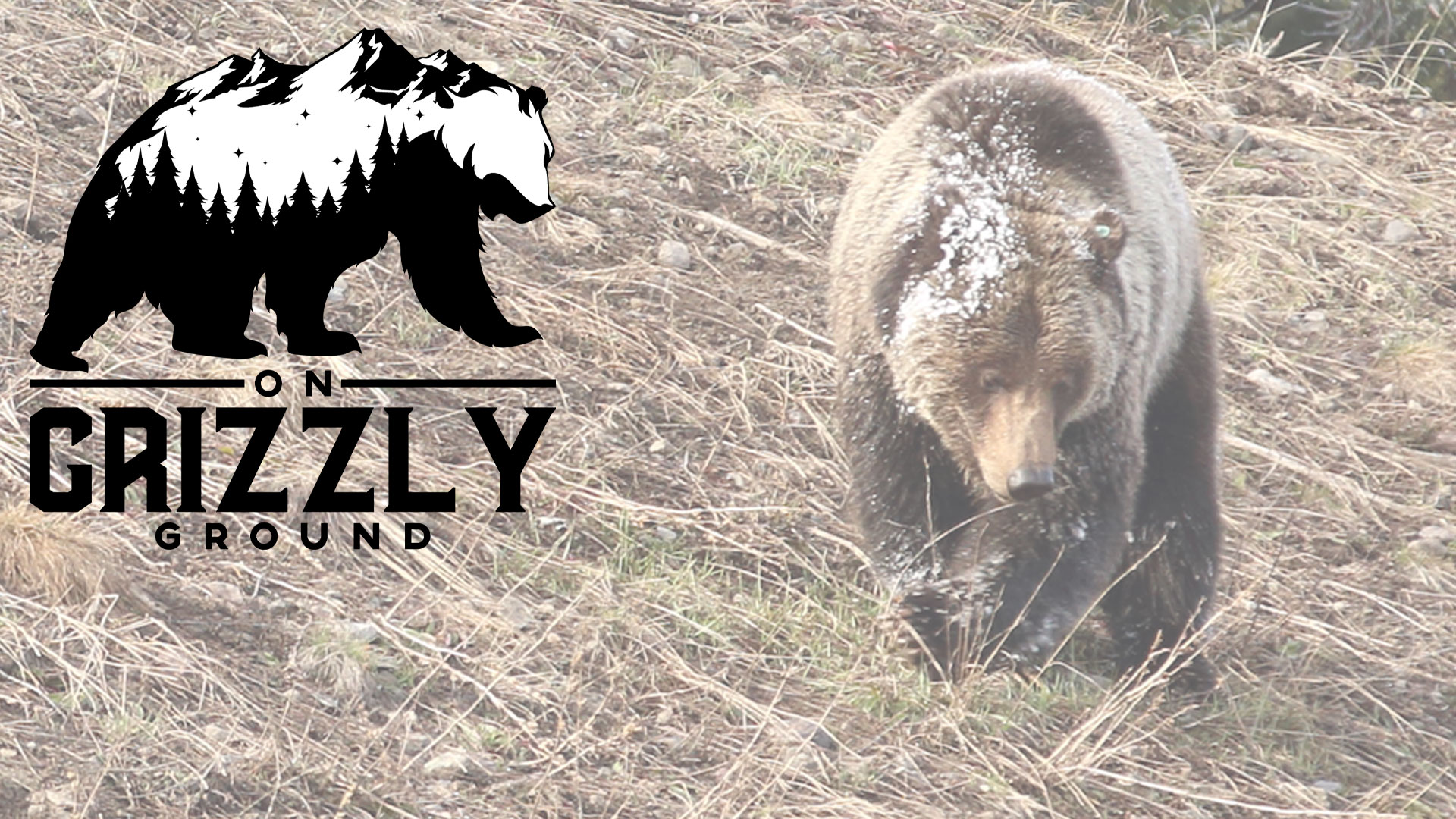 On Grizzly Ground